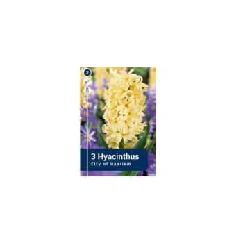 Master Hyacinthus City Of Haarlem 3/1 
