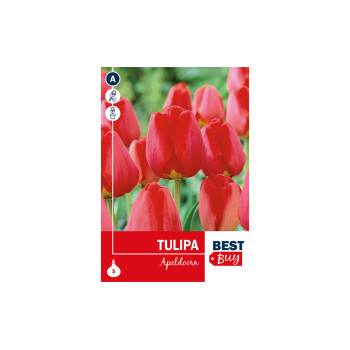 Super Best Buy Tulipa Darwin H. Apeldoorn 5/1 