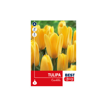 Super Best  Buy Tulipa Fosteriana Candela 5/1 