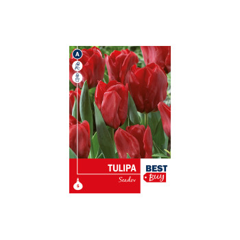 Super Best Buy Tulipa Triumph Seadov 5/1 
