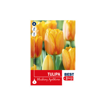 Super Best Buy Tulipa Darwin H. Blushing Apeldoorn 5/1 