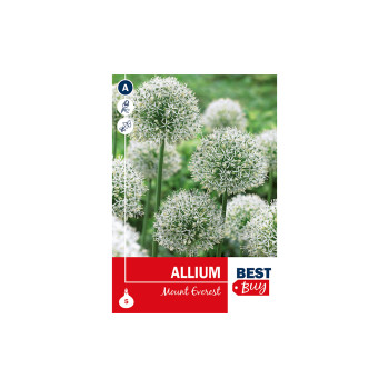 Super Best Buy Allium Mount Everest 5/1 