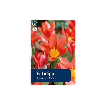 Master Tulipa Scarlet Baby 6/1 