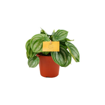 POPROVKA (Peperomia sp.), MIX, P12H20 
