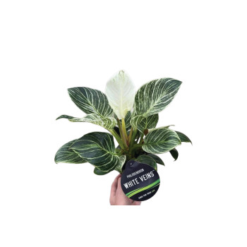 FILODENDRON (Philodendron sp. 