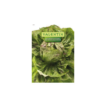RADIČ VARIEGATA DI CASTELFRANCO 419 Valentin 