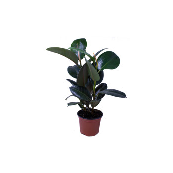 FIKUS GUMOVEC (Ficus elastica 