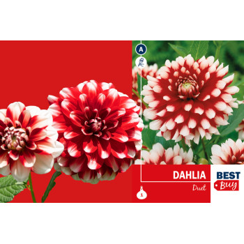Best buyDahlia decorative Duet 1/1 