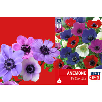 Best buy Anemonen De Caen 15/1 