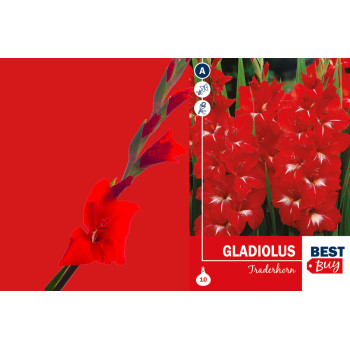 Best buy Gladiolus Traderhorn 10/1 