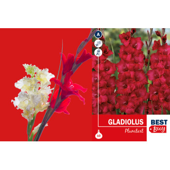 Best buy Gladiolus Plumtart 10/1 