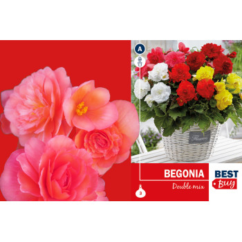 Best buy Begonia double mix 3/1 