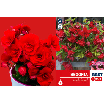 Best buy Begonia pendula red 2/1 