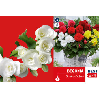 Best buy Begonia fimbriata mix 3/1 
