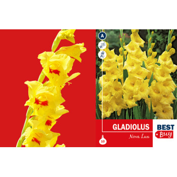 Best buy Gladiolus Nova Lux 10/1 