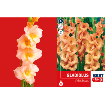 Best buy Gladiolus Peter Pears 10/1 