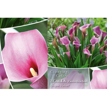 Changing colors Calla Grape Velvet 2/1 