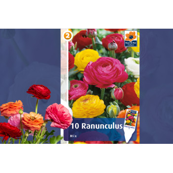 Master Ranunculus mix 10/1 