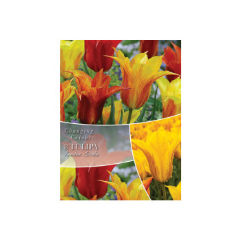 Changing Colors Tulipa Vendee Globe  8/1 