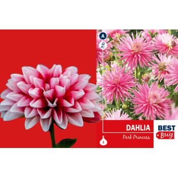 Best buy Dahlia cactus Park Princess 1/1 