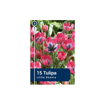 Master Tulipa Little Beauty 15/1 