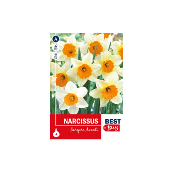 Super Best Buy Narcissus Sempre Avanti 4/1 