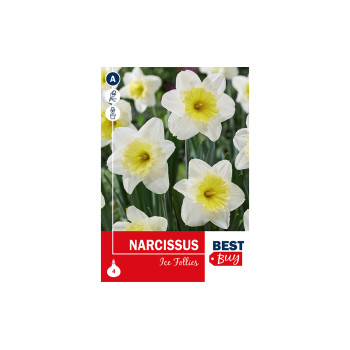 Super Best Buy Narcissus Ice Follies 4/1 