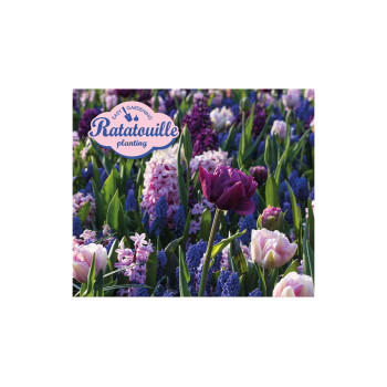 Ratatouille, Purple & Blue Tones 30/1 