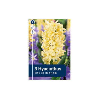 Master Hyacinthus Mix 3/1 