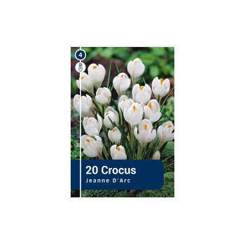 Master Crocus Jeanne d