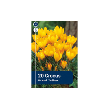 Master Crocus Grand Yellow 20/1 
