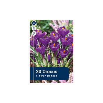 Master Crocus Flower Record 20/1 