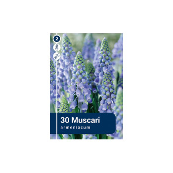 Master Muscari Armeniacum Blue  30/1 