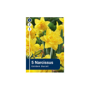 Master Narcissus Golden Ducat 5/1 