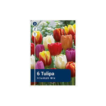 Master Tulipa Triumph Mix 6/1 