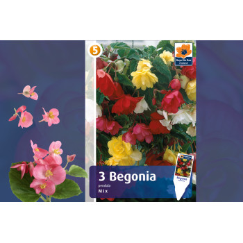 Master Begonia pendula mix 3/1 