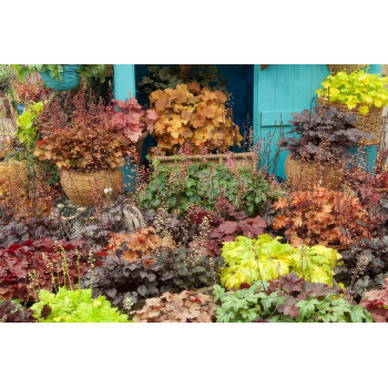 HEUCHERA (HOJHERA) P.12   DD-Z 