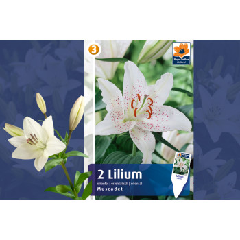 Master Lilium oriental Muscadet 2/1 