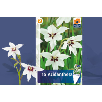 Master Acidanthera 15/1 