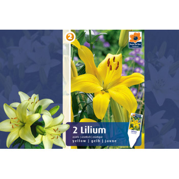 Master Lilium asiatic yellow 2/1 