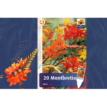 Master Montbretia mix 20/1 