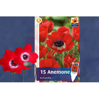 Master Anemone Hollandia 15/1 