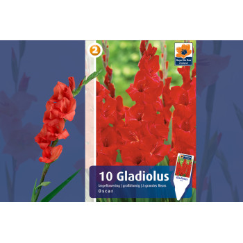 Master Gladiolus Oscar 10/1 
