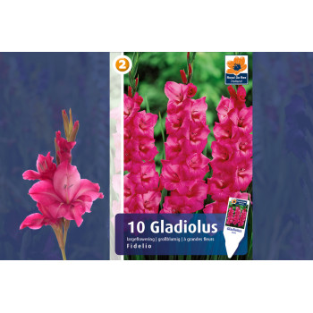 Master Gladiolus Fidelio 10/1 
