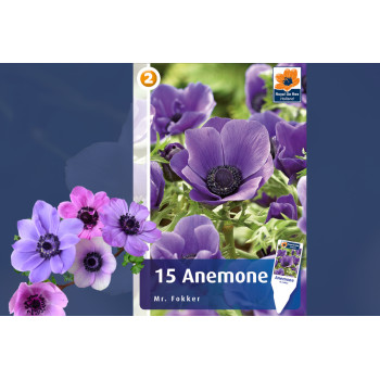Master Anemone Mr. Fokker 15/1 