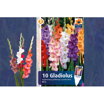Master Gladiolus mix 10/1 