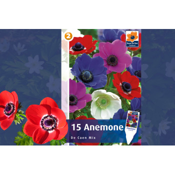 Master Anemone De Caen 15/1 