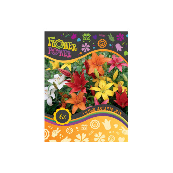 Flower power Lilium Asiatic Mix 6/1 
