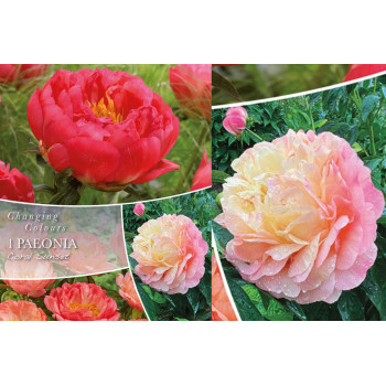Changing colors Paeony Coral Sunset 1/1 