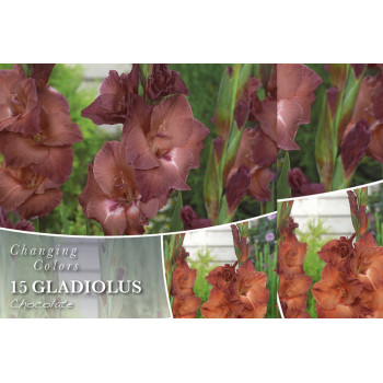Changing colors Gladiolus Chocolate 15/1 